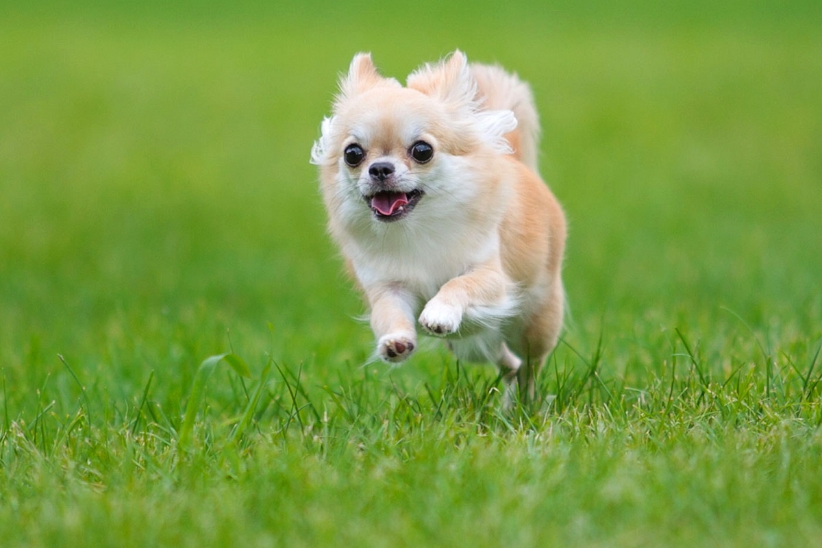 室蘭　フライングドッグ　撮影