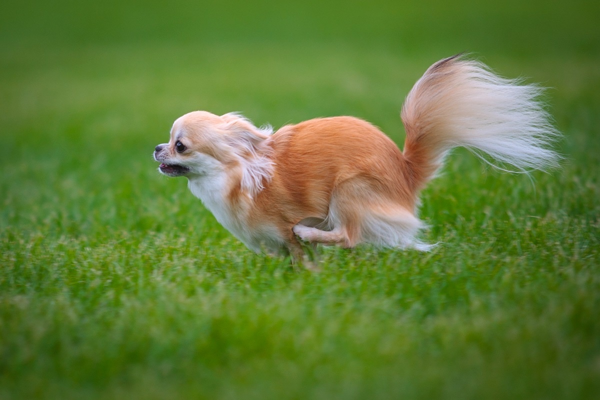 室蘭　フライングドッグ　撮影
