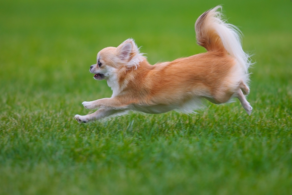 室蘭　フライングドッグ　撮影